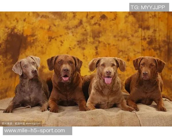 美国队新吉祥物班纳灵感源自切萨皮克湾寻猎犬的故事 美国队新吉祥物班纳灵感源自切萨皮克湾寻猎犬的故事